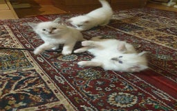 Ragdoll cats for sale: Adorable ragdoll kittens - Image 11