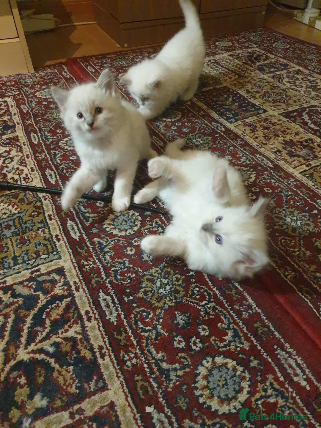 Ragdoll cats for sale: Adorable ragdoll kittens - Image 11