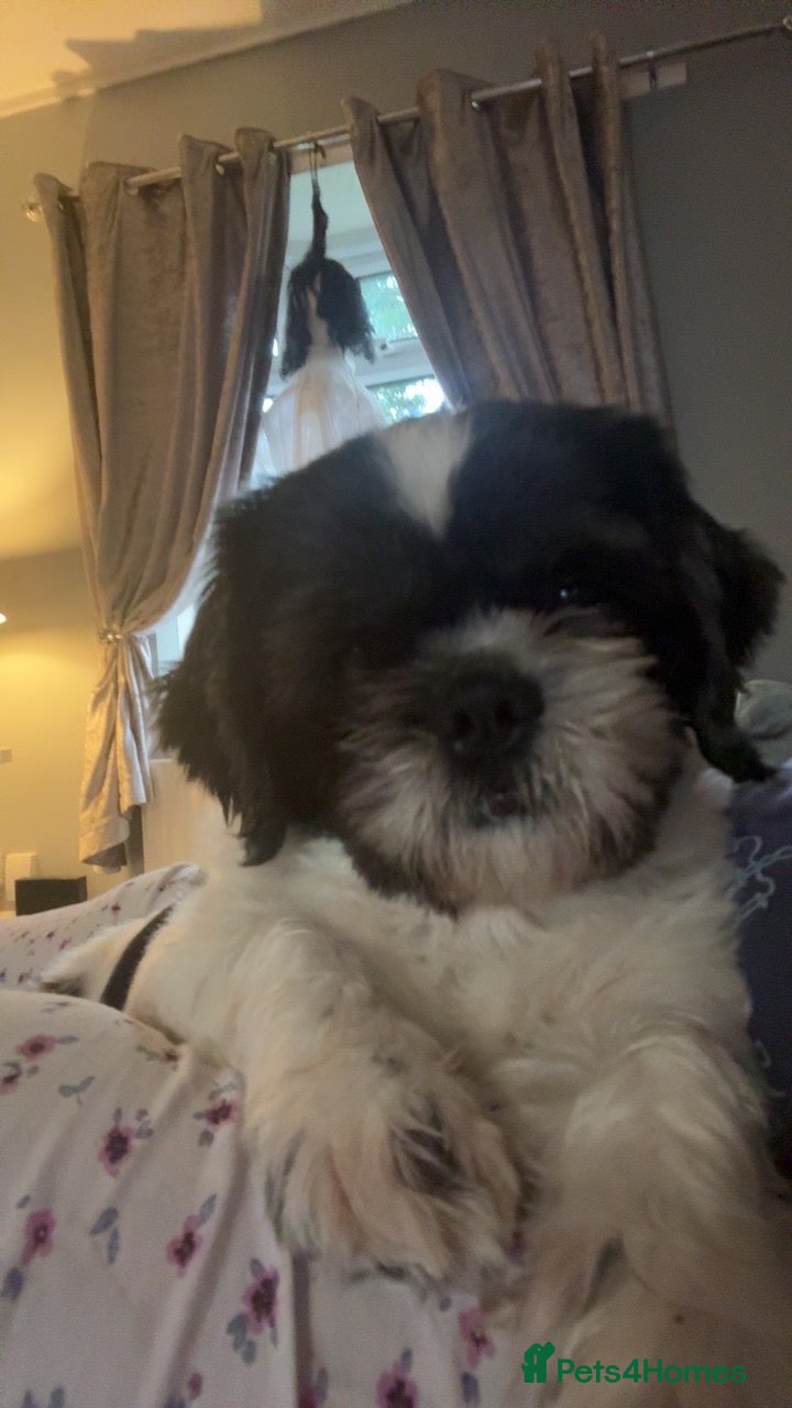 Shih Tzu dogs for sale: Teddy  - Advert 5