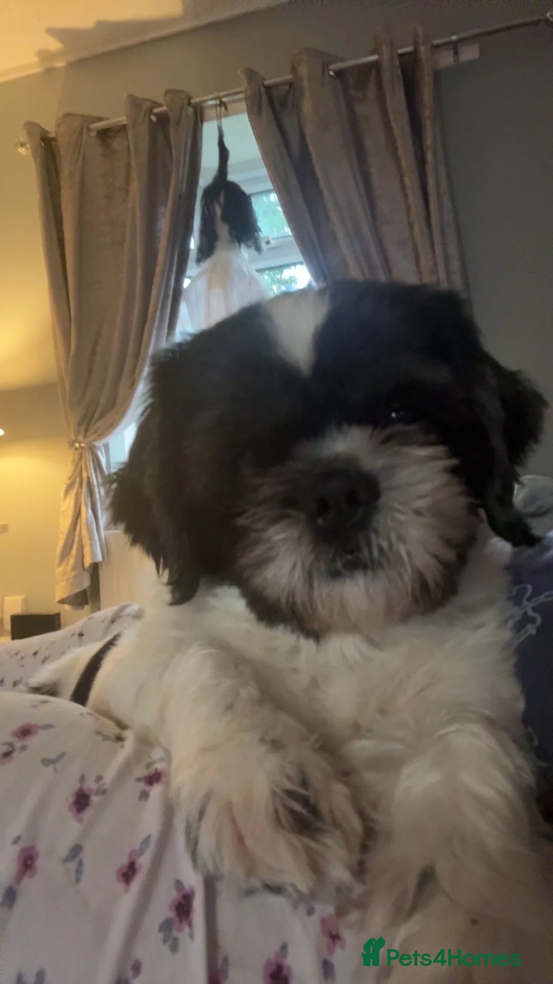 Shih Tzu dogs for sale: Teddy  - Advert 1