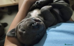 Staffordshire Bull Terrier dogs for sale: #Ready2go Kc registered blue staffy pups 4 sale - Image 3
