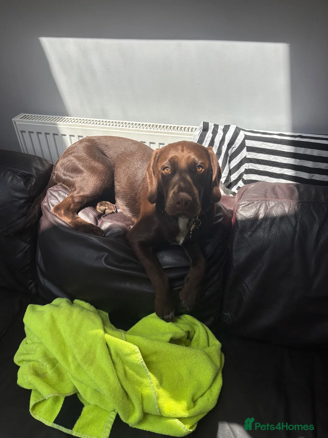 Cockerdor dogs for sale: Spaniel/Labrador Cross Pup - Advert 2