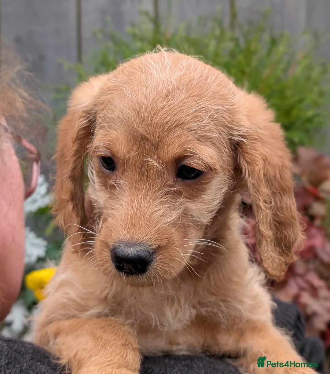 Australian Labradoodle dogs for sale: Ready Now !  Miniature Australian Labradoodles - Image 16