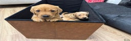 Labrador Retriever dogs for sale: 3x chunky Labradors for sale  - Advert 2