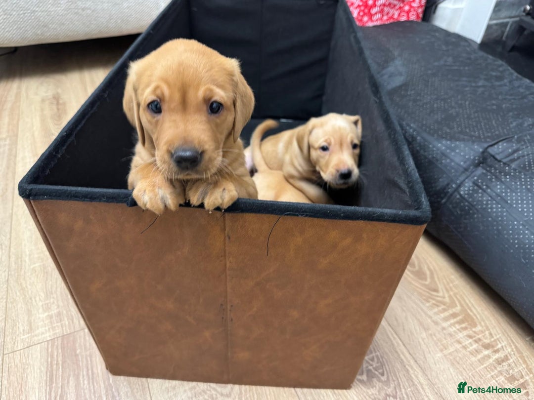 Labrador Retriever dogs for sale: 3x chunky Labradors for sale  - Advert 2