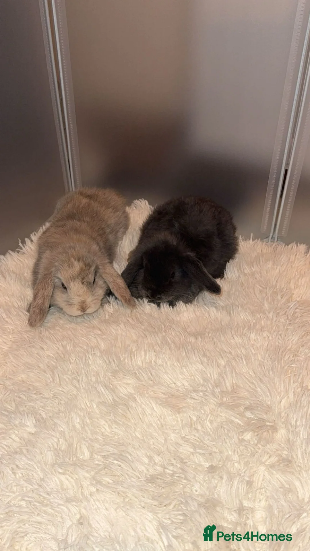 Mini Lop rabbits for sale: 2 male mini lops for sale in Birmingham - Advert 1