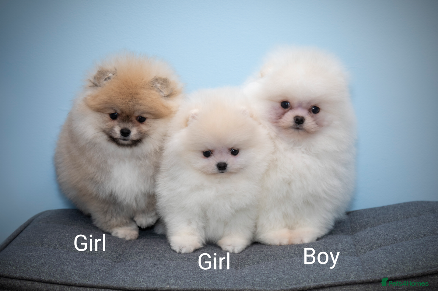 Pomeranian dogs Adorable Pomeranian puppies for sale - Advert 1