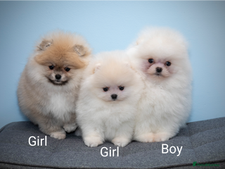 Pomeranian dogs Adorable Pomeranian puppies for sale - Advert 1