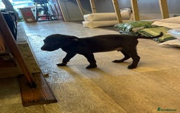 Mixed Breed dogs for sale: American pocket bully x labradoodle  - Image 14