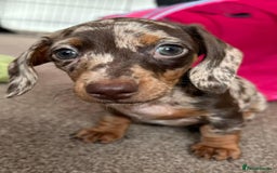 Miniature Dachshund dogs for stud: Chocolate & Tan (carries long) Stud in Dalry - Image 12
