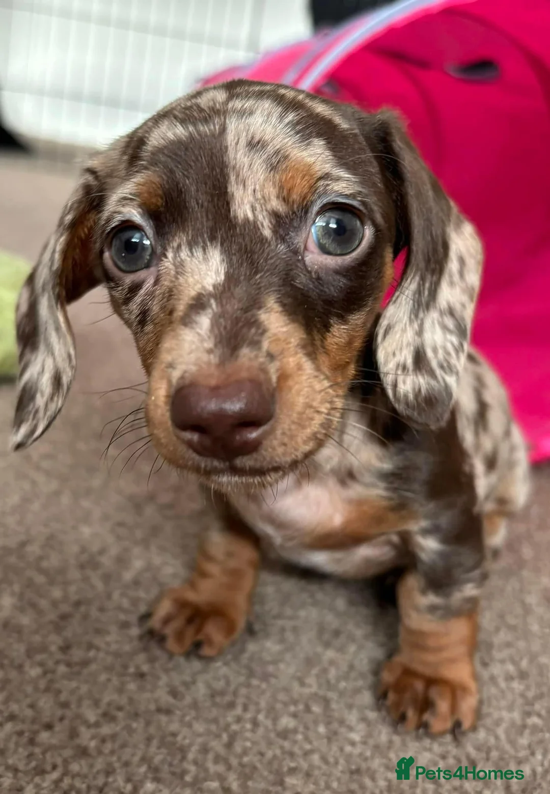 Miniature Dachshund dogs for stud: Chocolate & Tan (carries long) Stud in Dalry - Advert 12