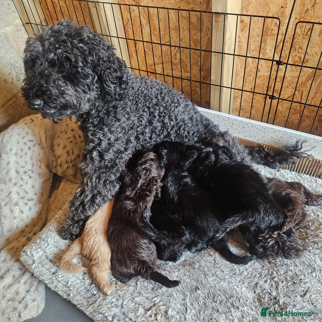 Cockapoo dogs for sale: F1 Cockapoo  - Advert 16