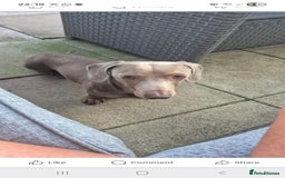 Dachshund dogs for stud: This is Rex - Image 7