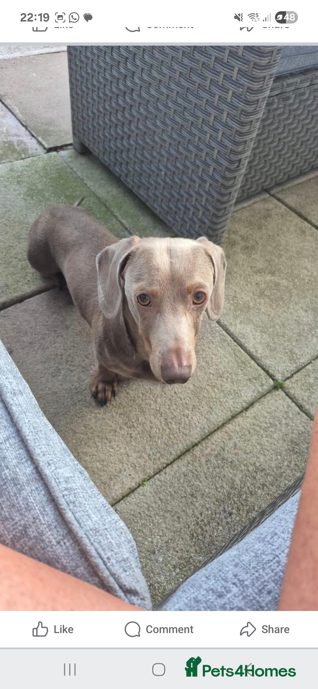 Dachshund dogs for stud: This is Rex - Image 7