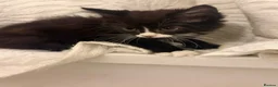 British Shorthair cats for sale: Tabby kittens, litter trained and healthy. - Advert 19