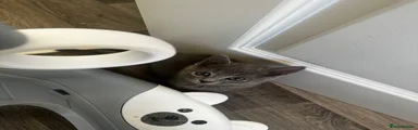 British Shorthair 1