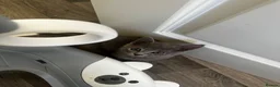 British Shorthair cats for sale: British Shorthair Kittens  - Advert 6