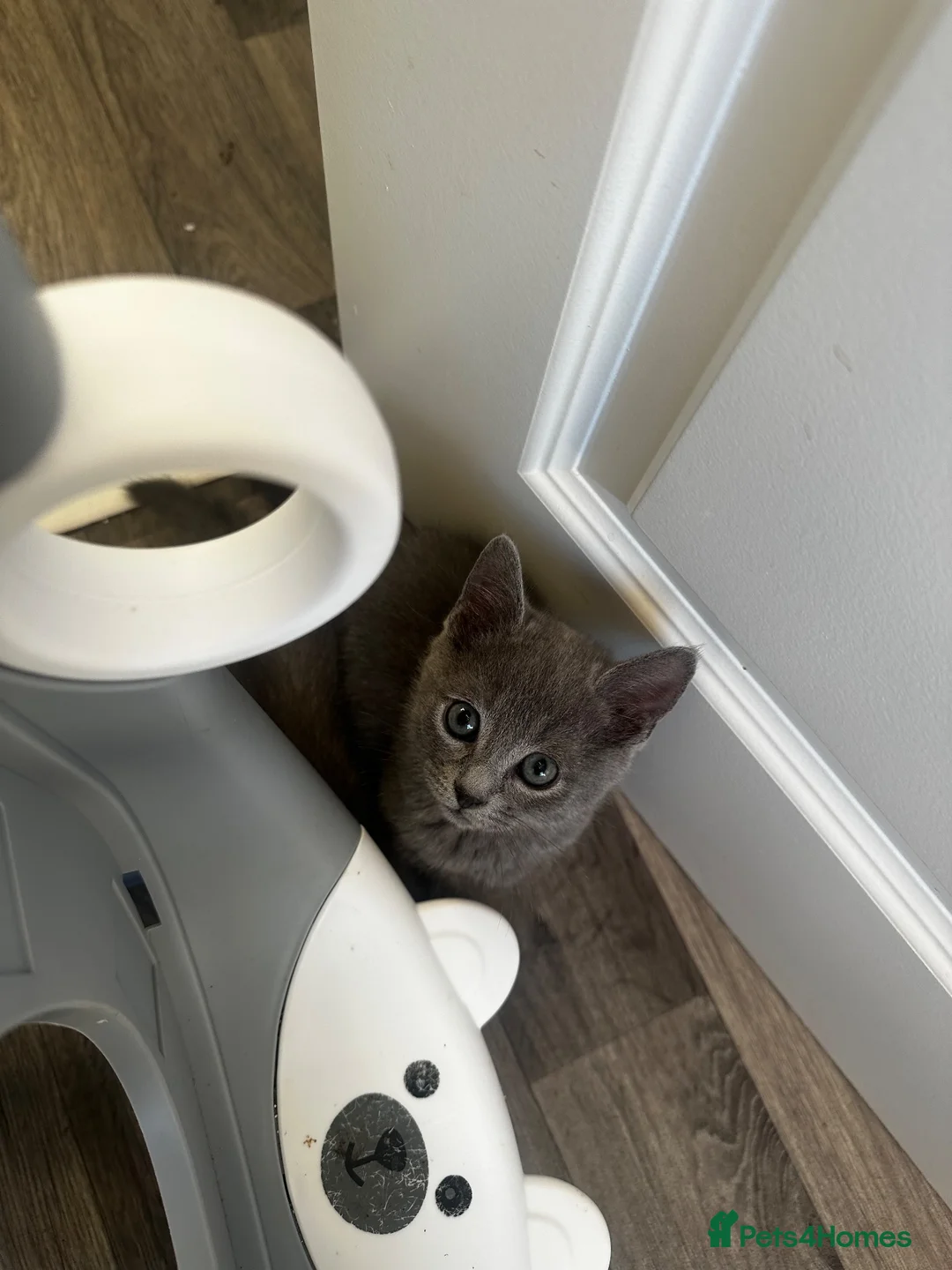 British Shorthair cats for sale: British Shorthair Kittens  - Advert 6