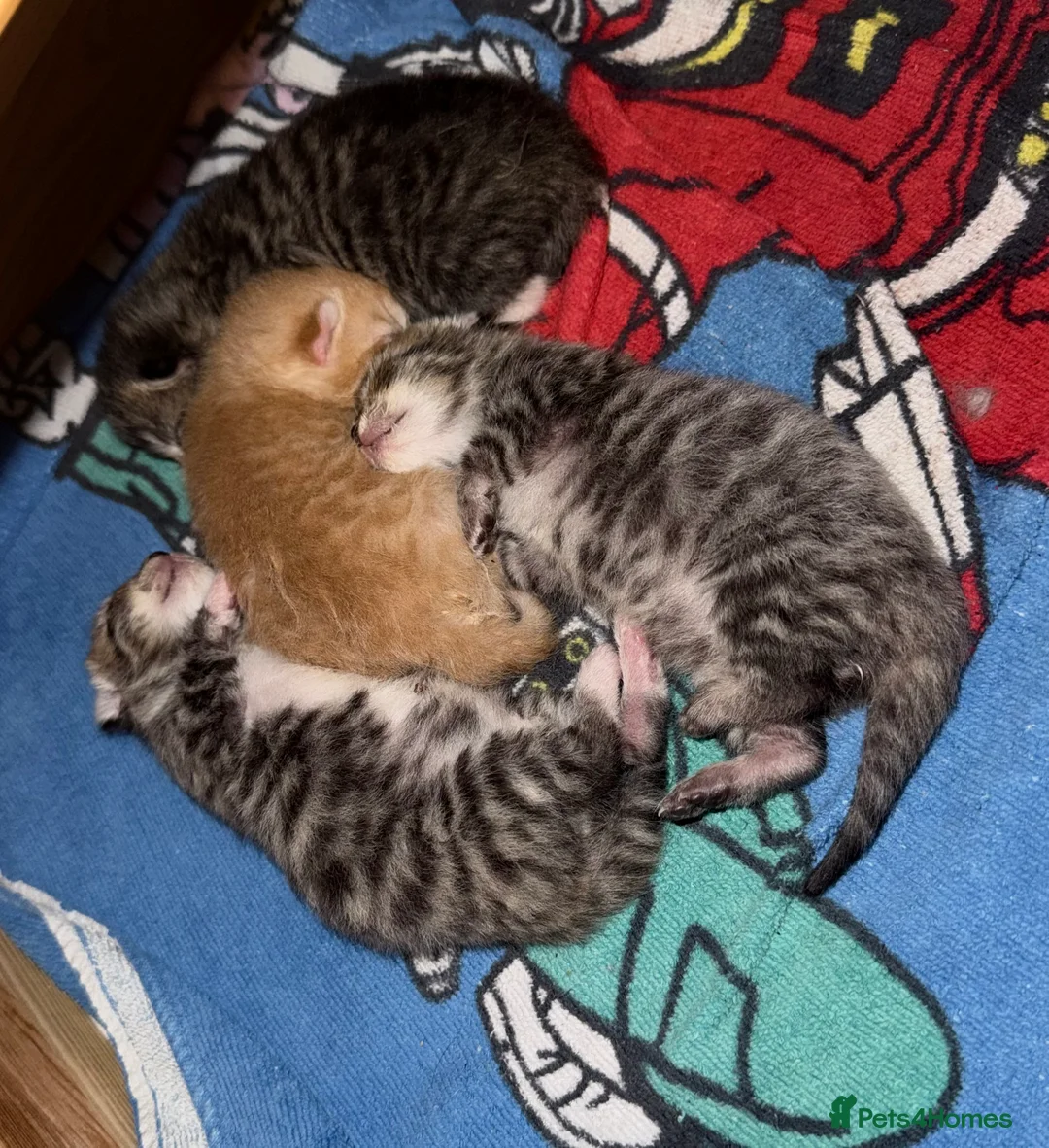 Mixed Breed cats for sale: 3 Playful Kittens (1 Girl, 2 Boys) in Tamworth - Advert 13