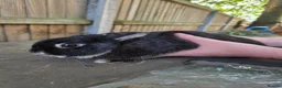 Mixed Breed rabbits for sale: Mutiple rabbits looking for forever homes - Advert 3