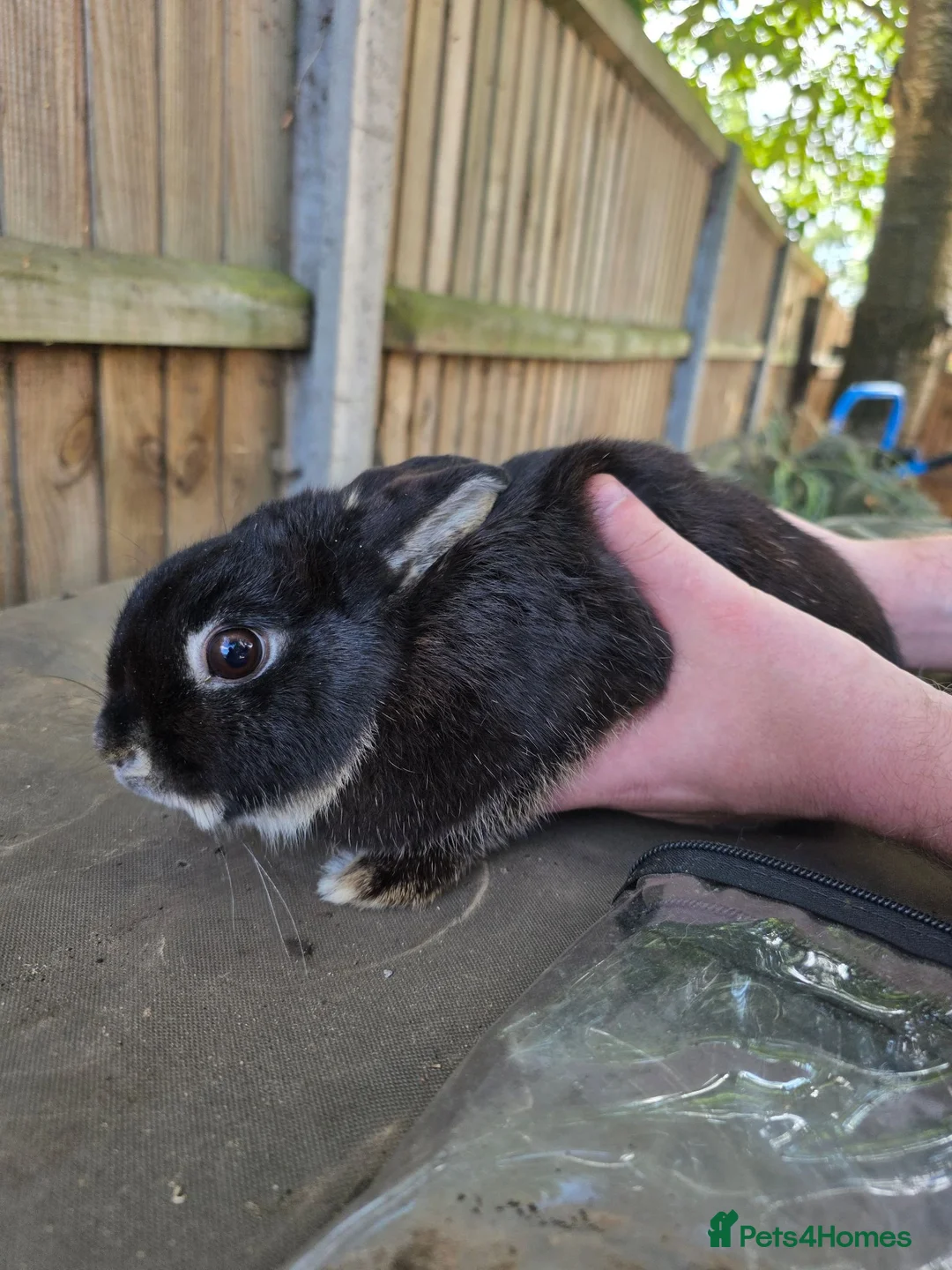 Mixed Breed rabbits for sale: Mutiple rabbits looking for forever homes - Advert 3