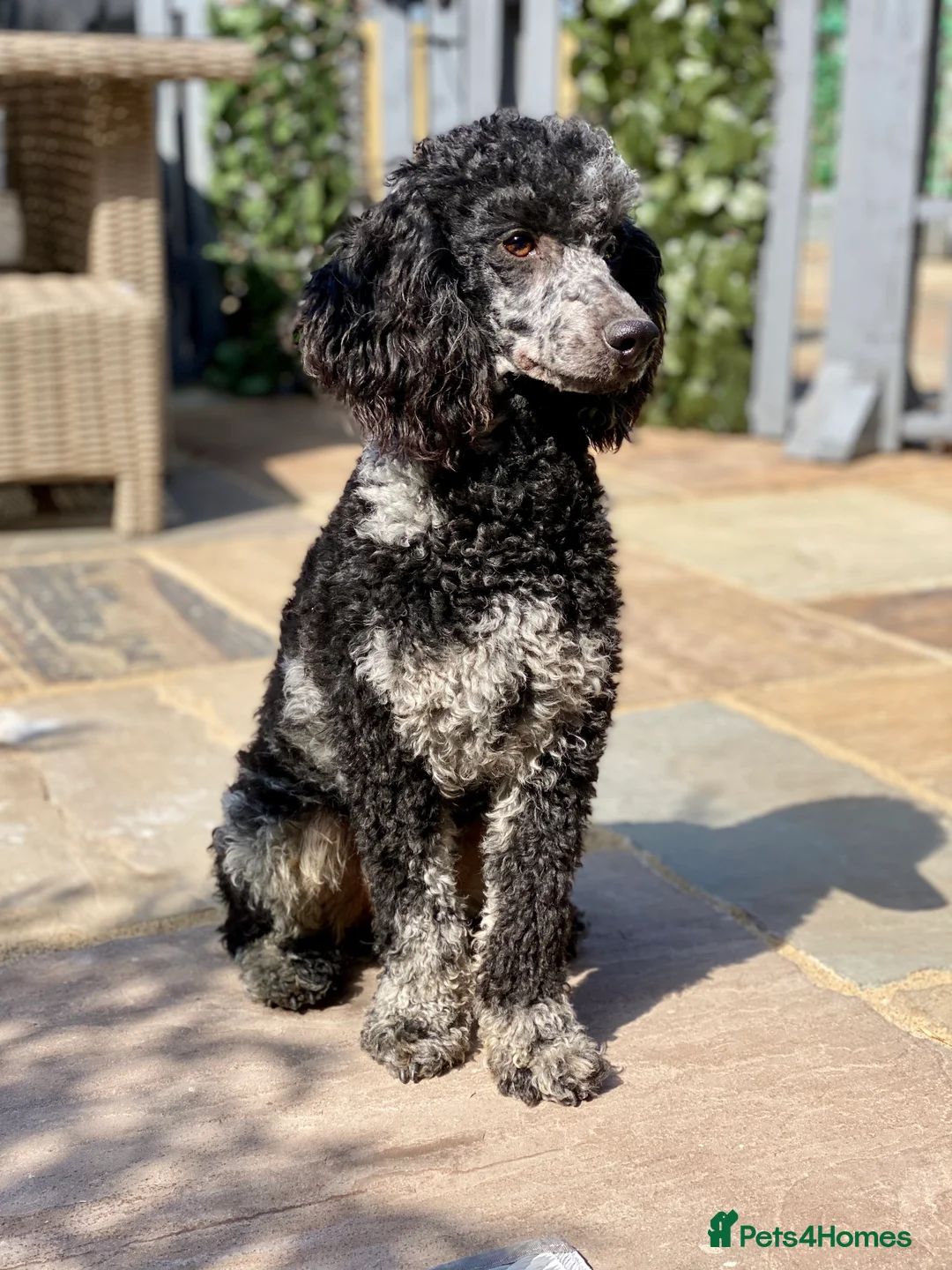 Labradoodle dogs for stud: MERLE MIN POODLE CARRIES CHOC & PHANTOM  in Chippenham - Advert 4