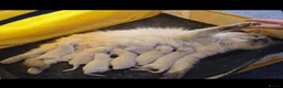 Ragdoll cats for sale: Beautiful Pure Blue Point Ragdoll  - Advert 5
