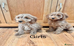 Cockapoo dogs for sale: Cockapoo Puppies Ready Now Fully Vaccinated  - Advert 8