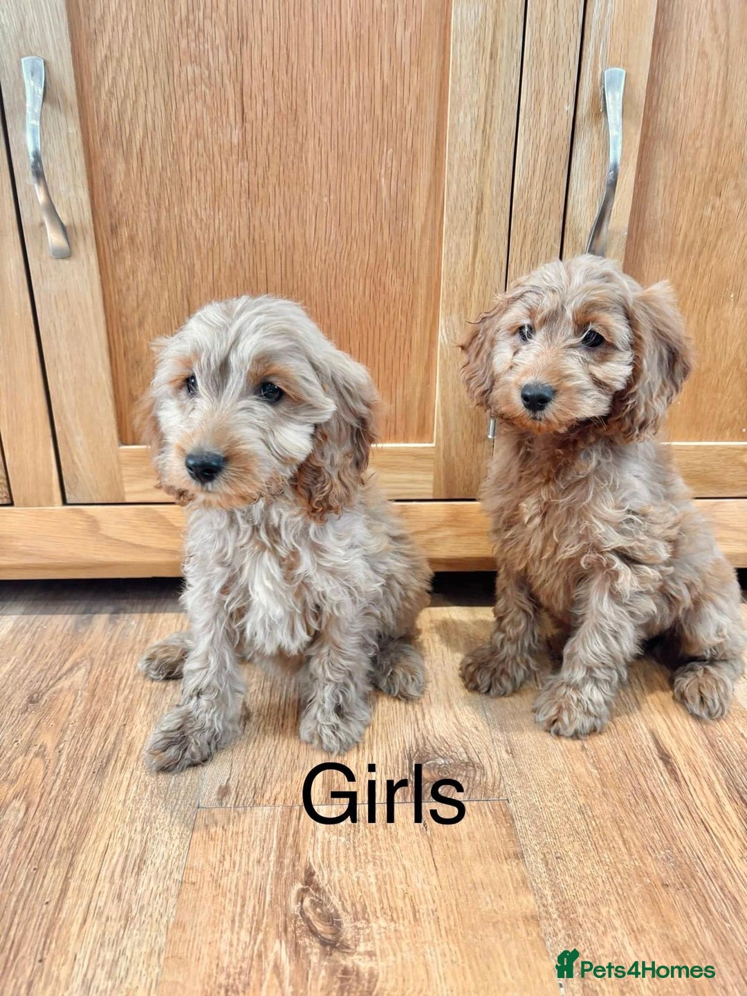 Cockapoo dogs for sale: Cockapoo Puppies Ready Now Fully Vaccinated  - Advert 8
