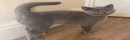 British Shorthair cats for sale: Championship line GCCF British Shorthair Kittens - Advert 10