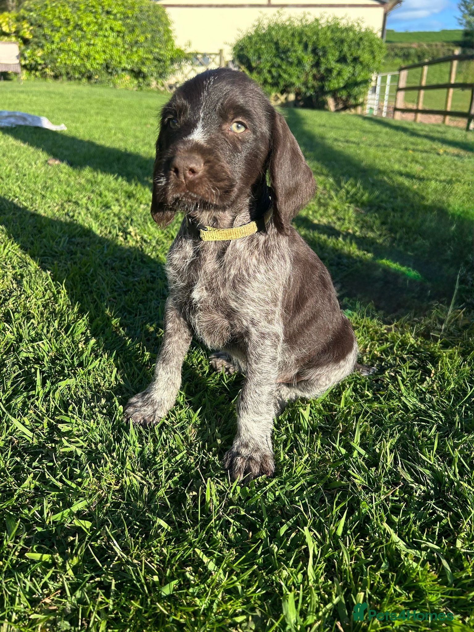 German Wirehaired Pointer dogs KC German Wirehaired Pointer Puppies - Advert 2