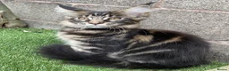 Maine Coon cats for sale: Full Maine Coon Kittens - Advert 5