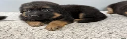 German Shepherd dogs for sale: Huge top quality 4th generation KC puppies - Advert 5