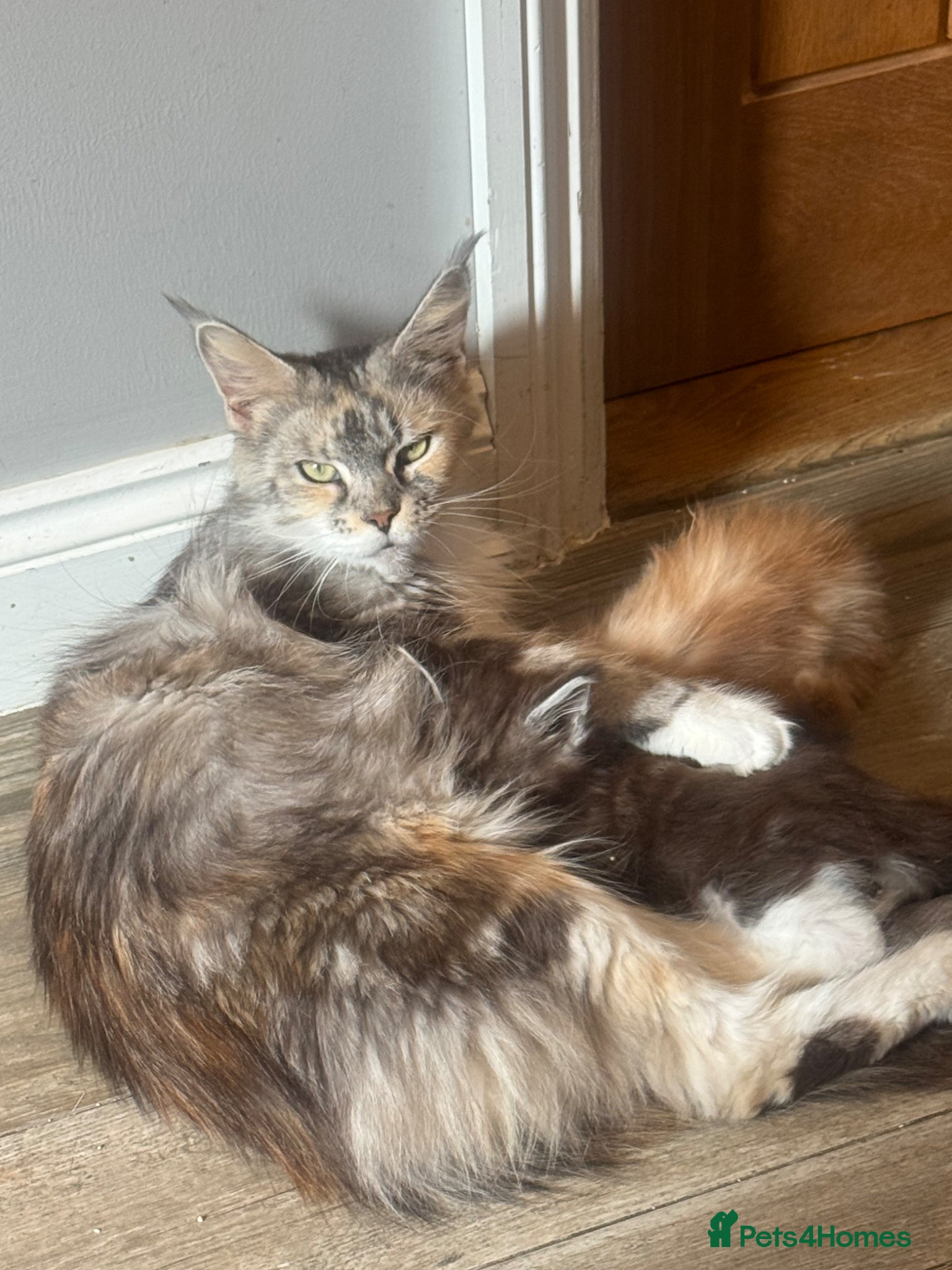 Maine Coon cats Stunning maine coon boys ready now  - Advert 1