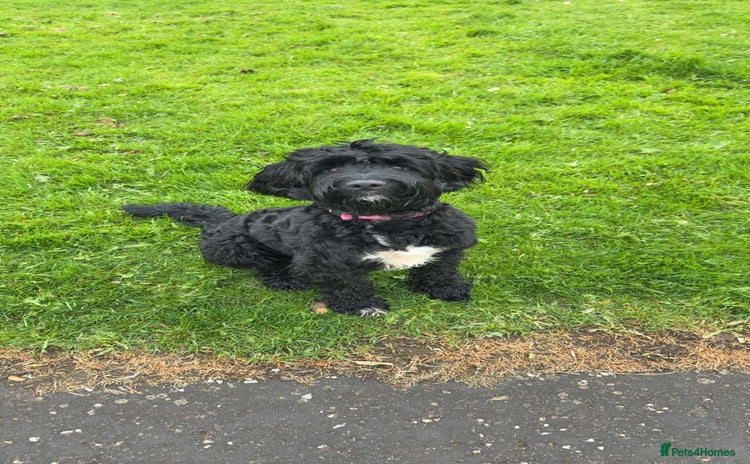 Cockapoo dogs - Advert 1