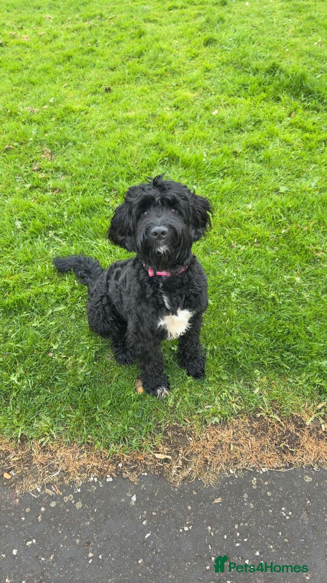 Cockapoo dogs for stud: Cockapoo for stud - Image 1