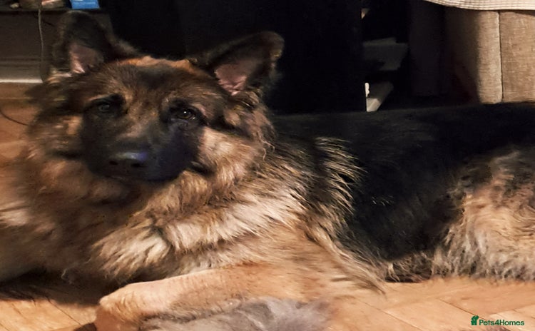 German Shepherd dogs Health and Generic tested KCReg GSD stud - Advert 3