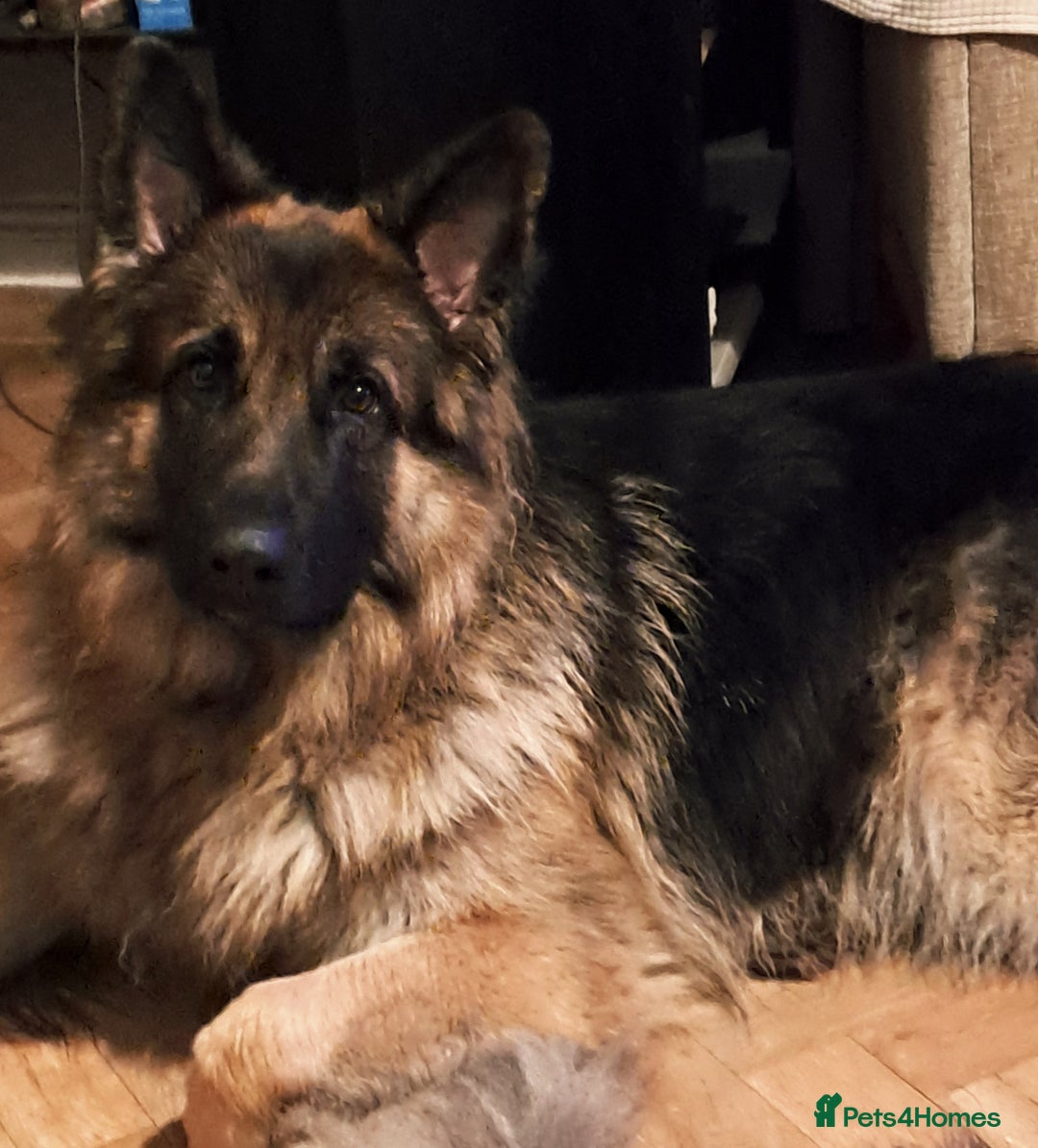 German Shepherd dogs for stud: Health and Generic tested KCReg GSD stud - Advert 1