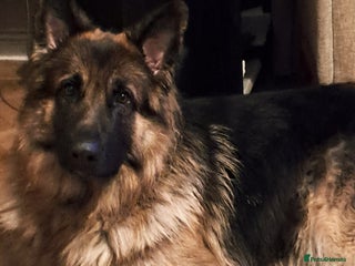 German Shepherd dogs Health and Generic tested KCReg GSD stud - Advert 10