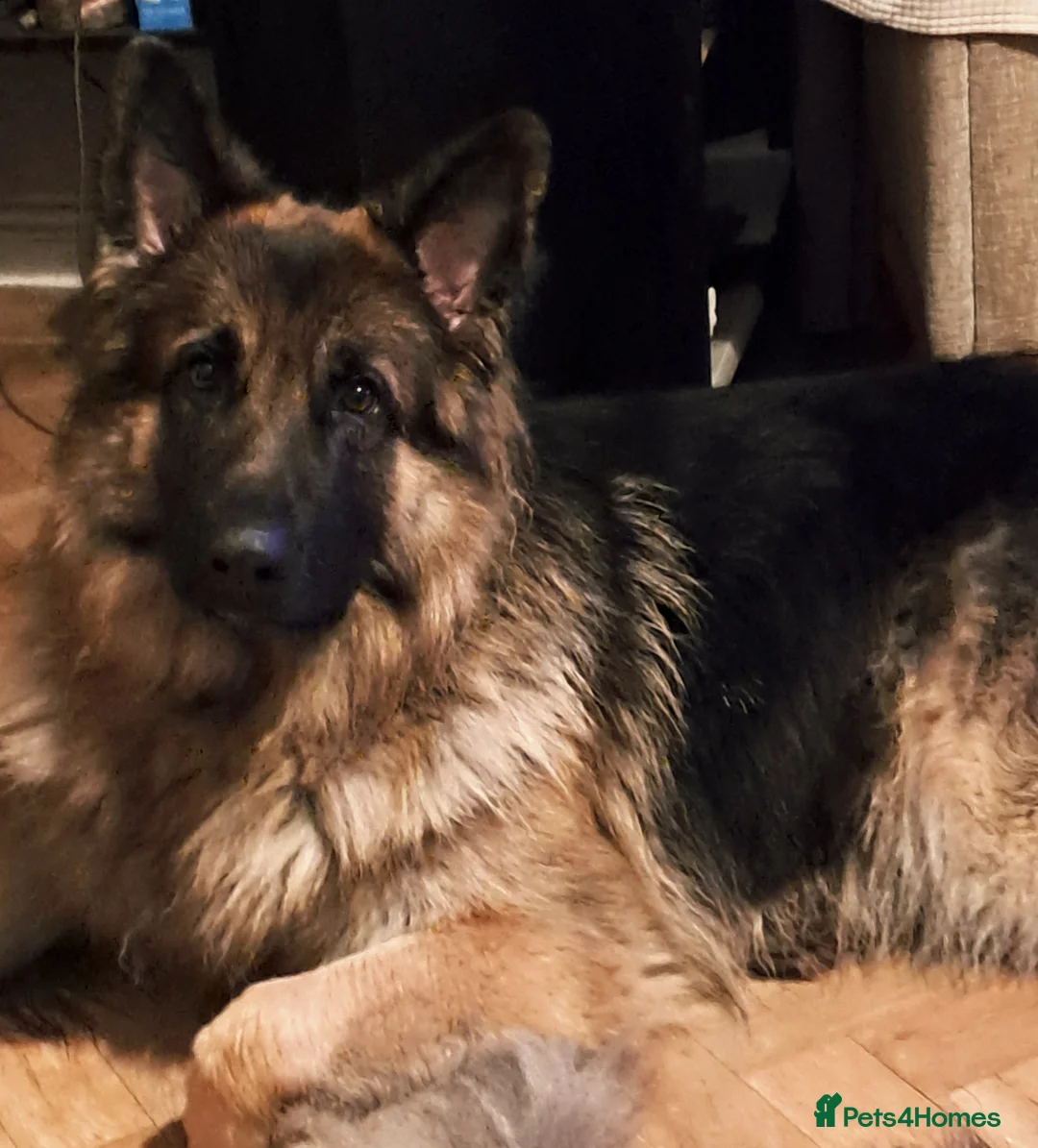 German Shepherd dogs for stud: Health and Generic tested KCReg GSD stud - Advert 2