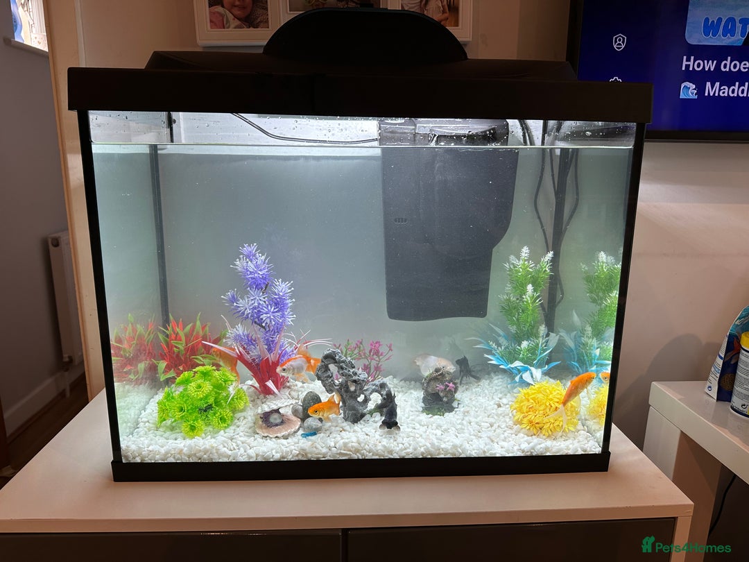 Goldfish fish for sale: Tetra Starter Line 80L LED Fish Tank - Image 1