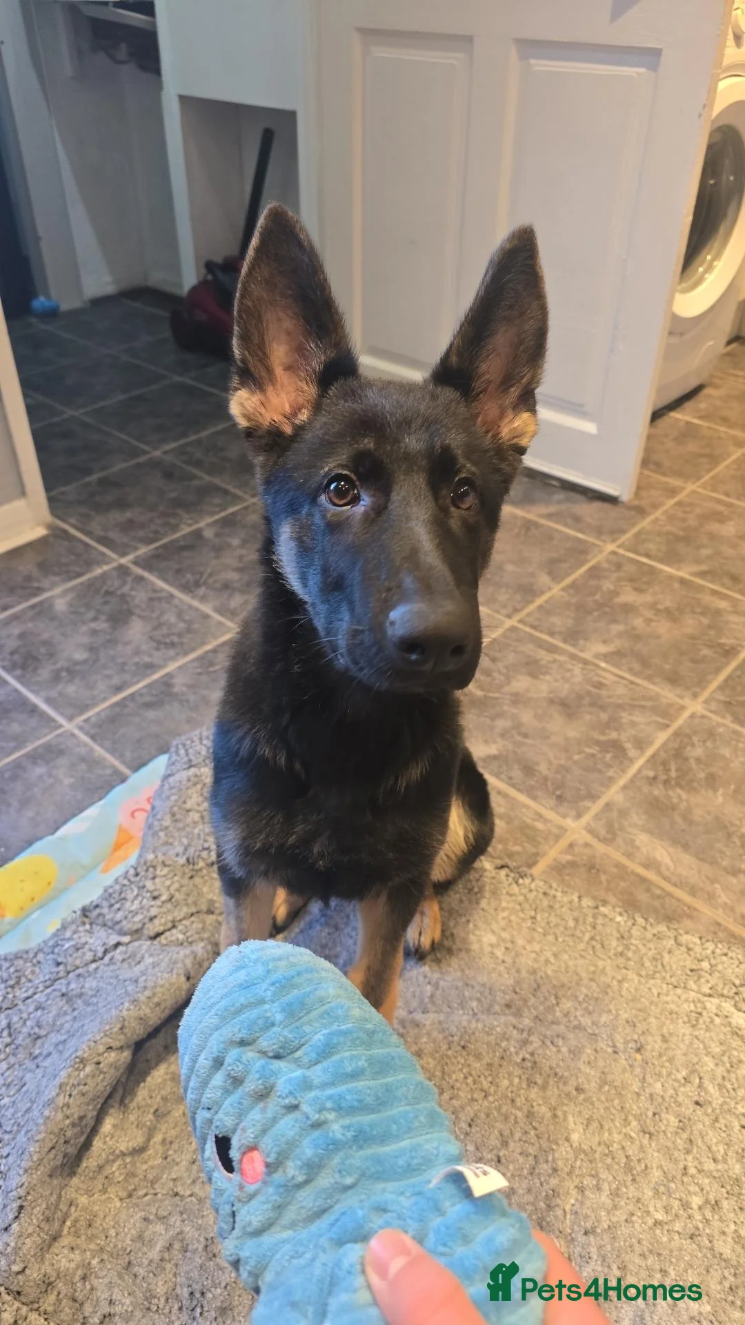 German Shepherd dogs for sale: Thor the German shepherd puppy 4 months old - Advert 1