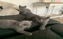 British Shorthair cats for sale: British shorthair kittens  - Image 4