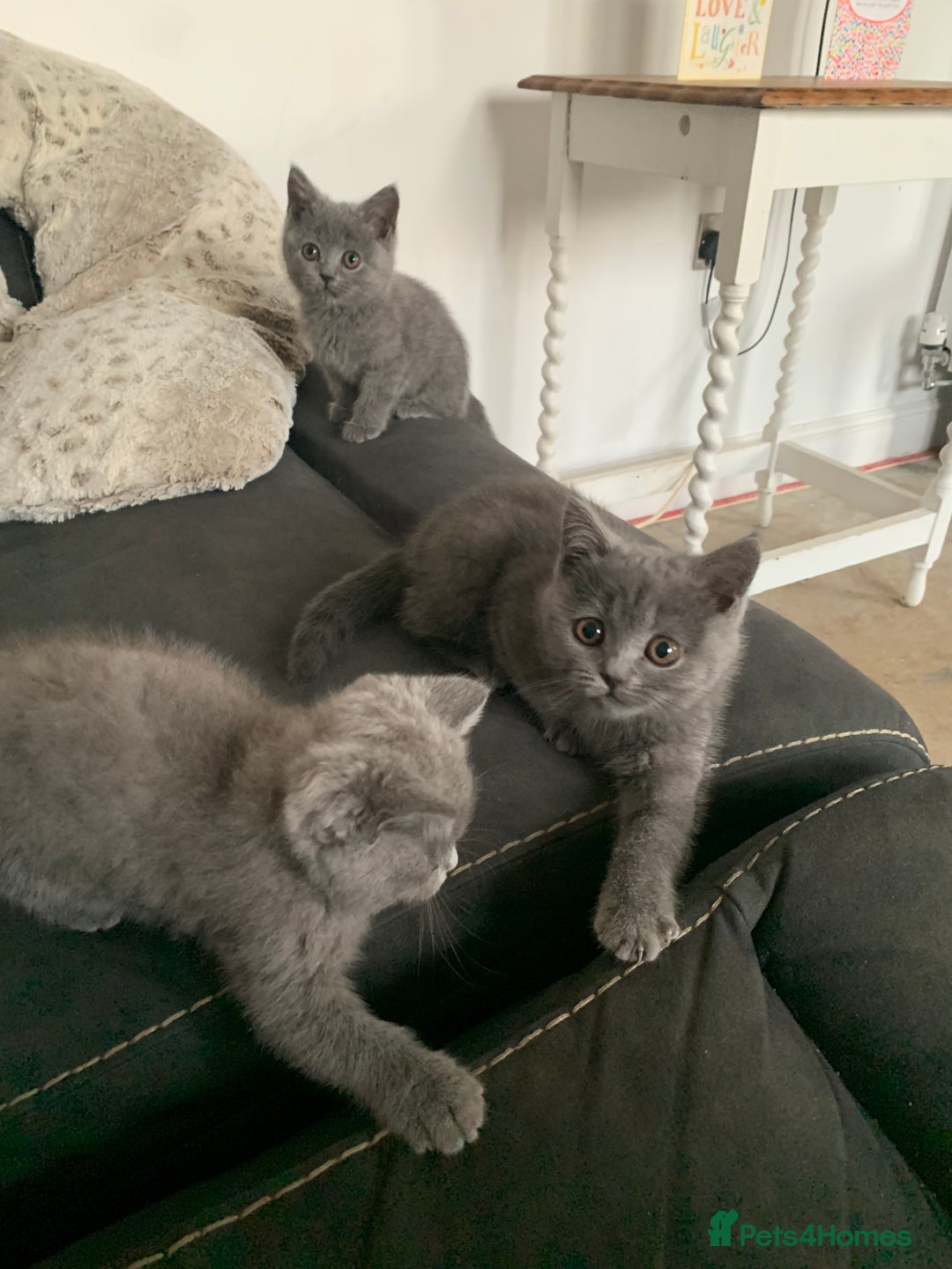 British Shorthair cats for sale: British shorthair kittens  - Image 4