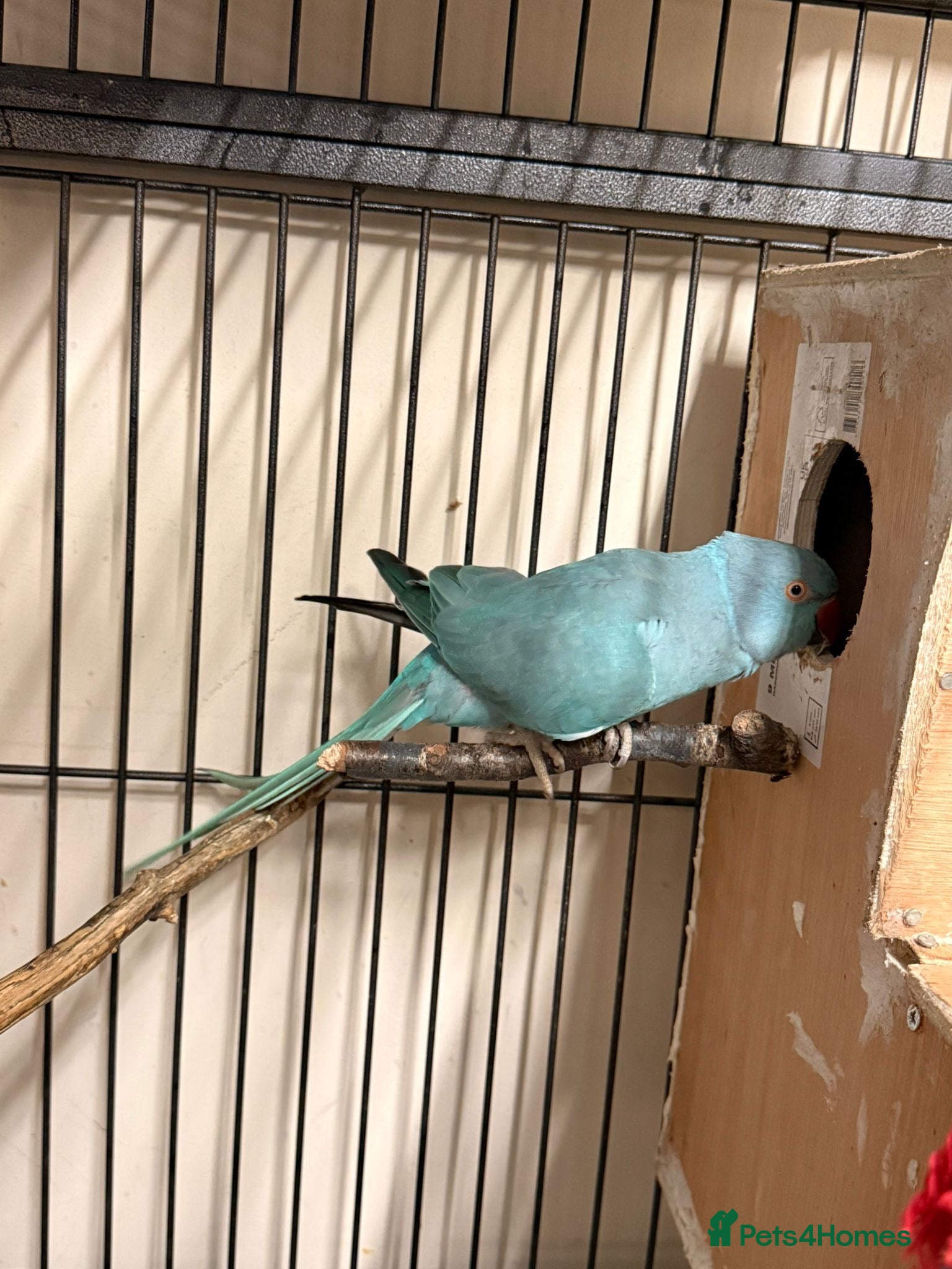 Ringnecks birds Ringnick for sale - Advert 1