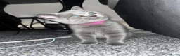 British Shorthair cats for sale: 6 little babies looking for a loving home - Advert 4