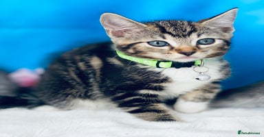 Ragdoll cats - Advert 4