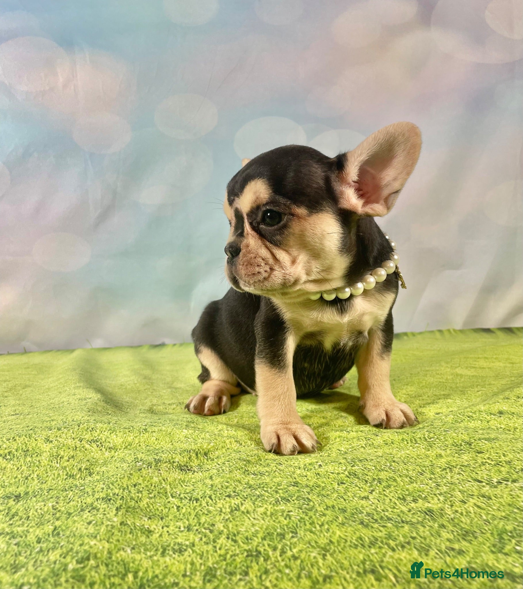 French Bulldog dogs Beautiful French Bulldog puppies! - Advert 2