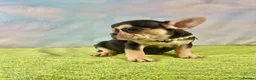 French Bulldog dogs for sale: Beautiful French Bulldog puppies! - Advert 2