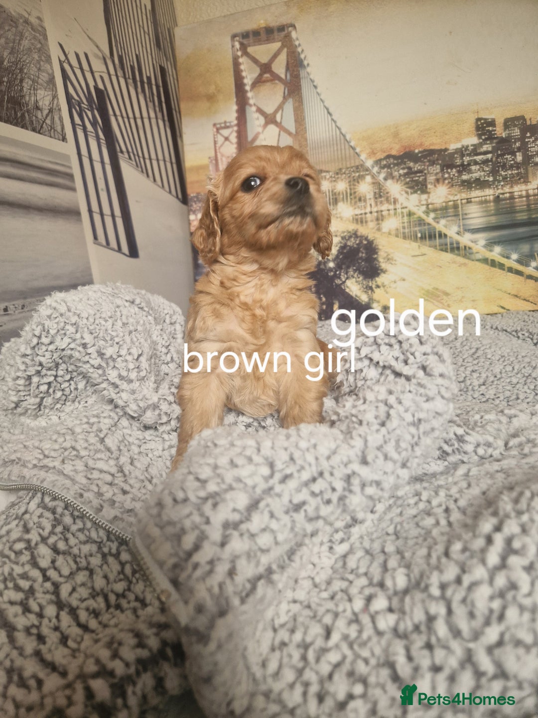 Cockapoo dogs for sale: 4 outstanding cockerpoos  - Image 20